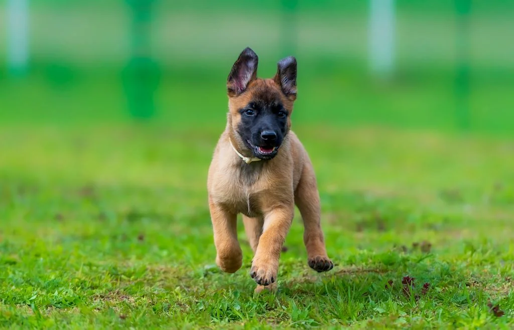 Cachorro de pastor belga
