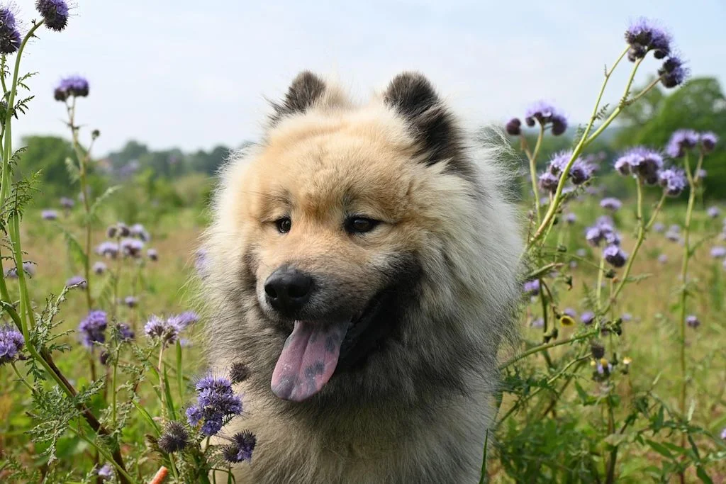Perro entre flores moradas