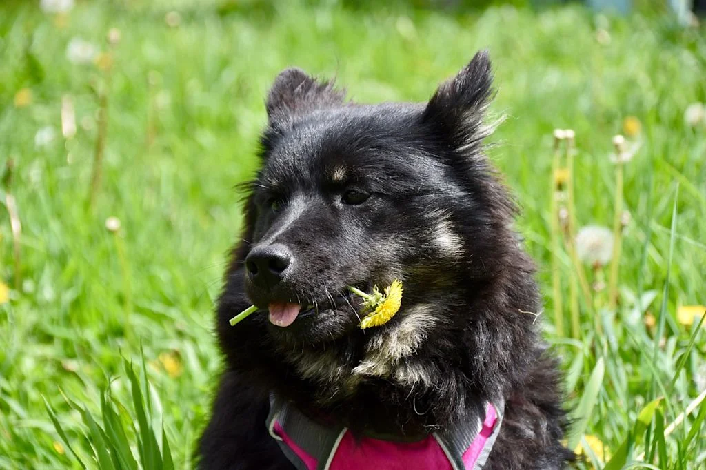 Perro negro sosteniendo flor amarilla