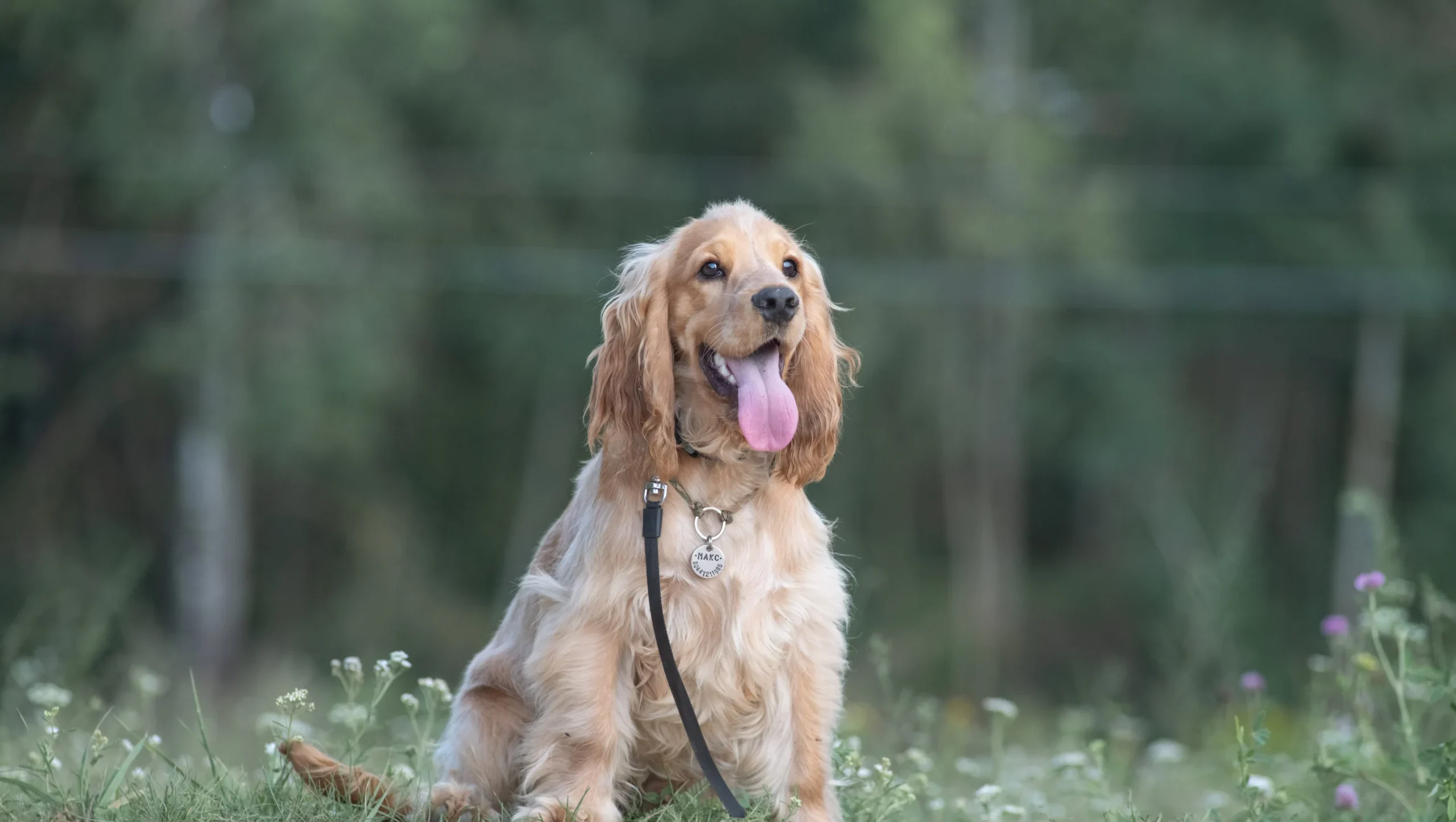 Cocker Spaniel Inglés