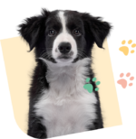 icono de cachorro