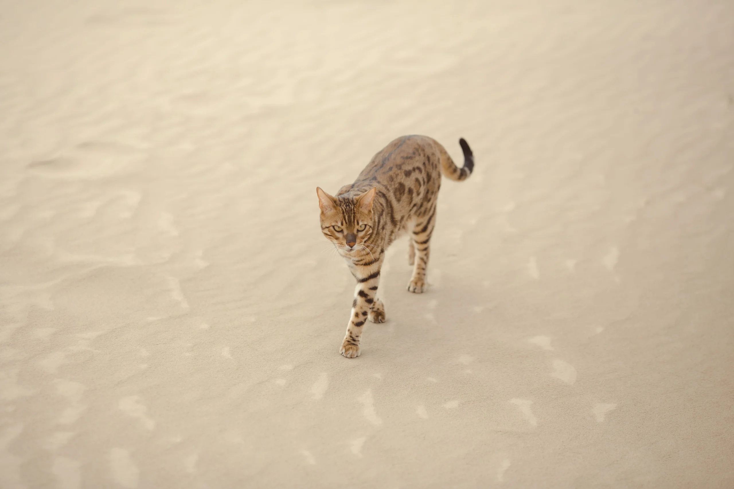 Chat Savannah marchant dans le sable