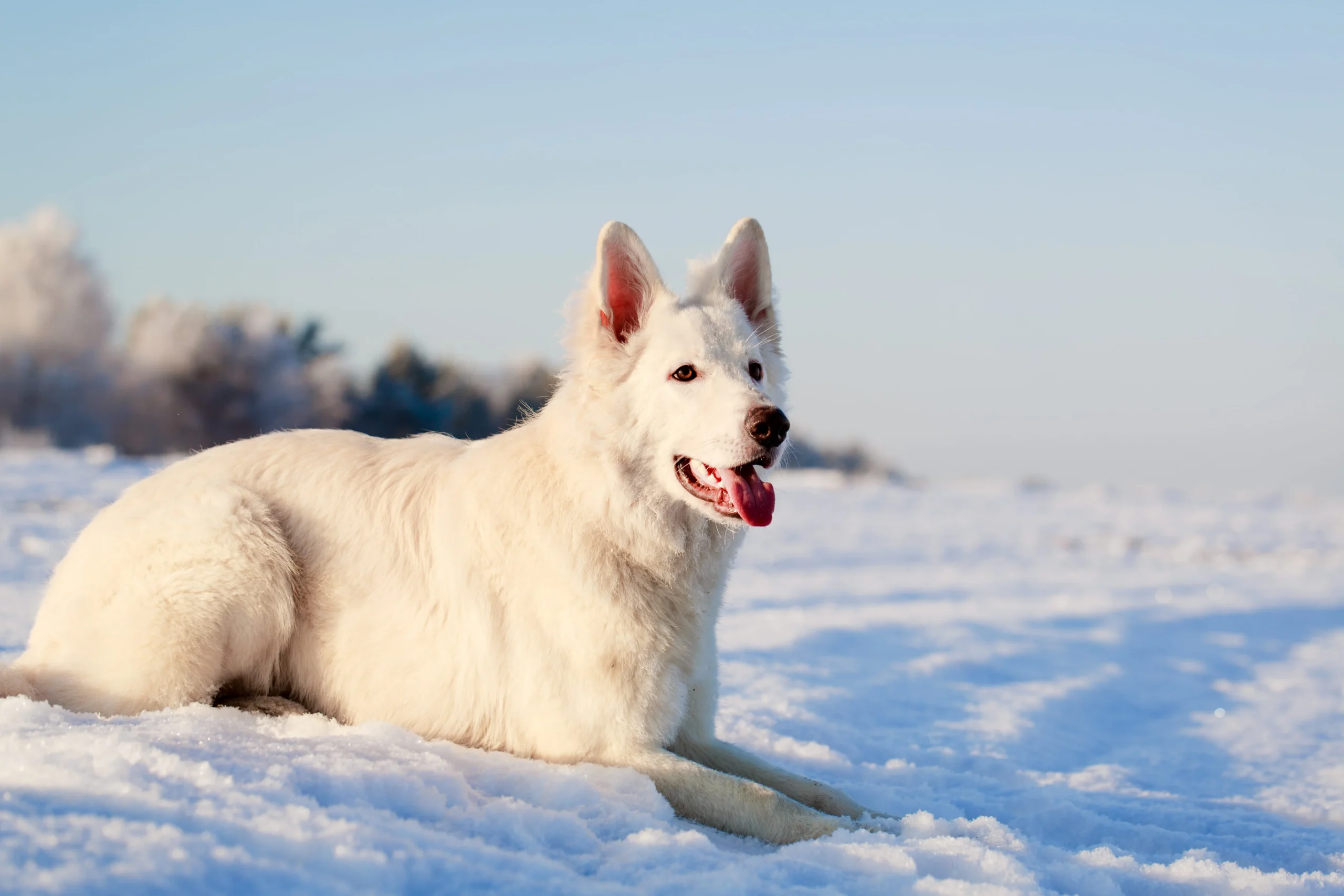 Berger blanc suisse allongé dans la neige