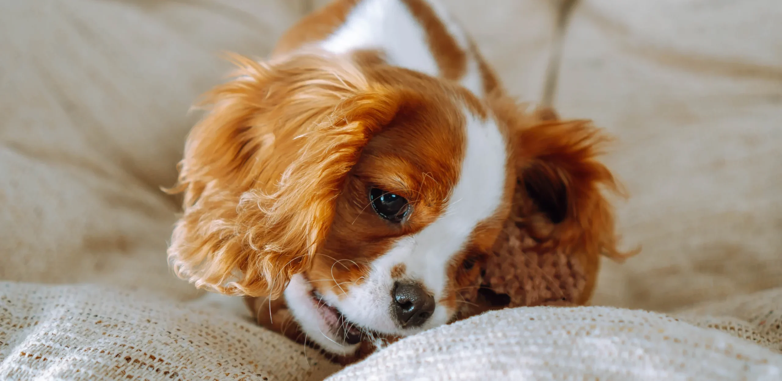 Cavalier King Charles Spaniel