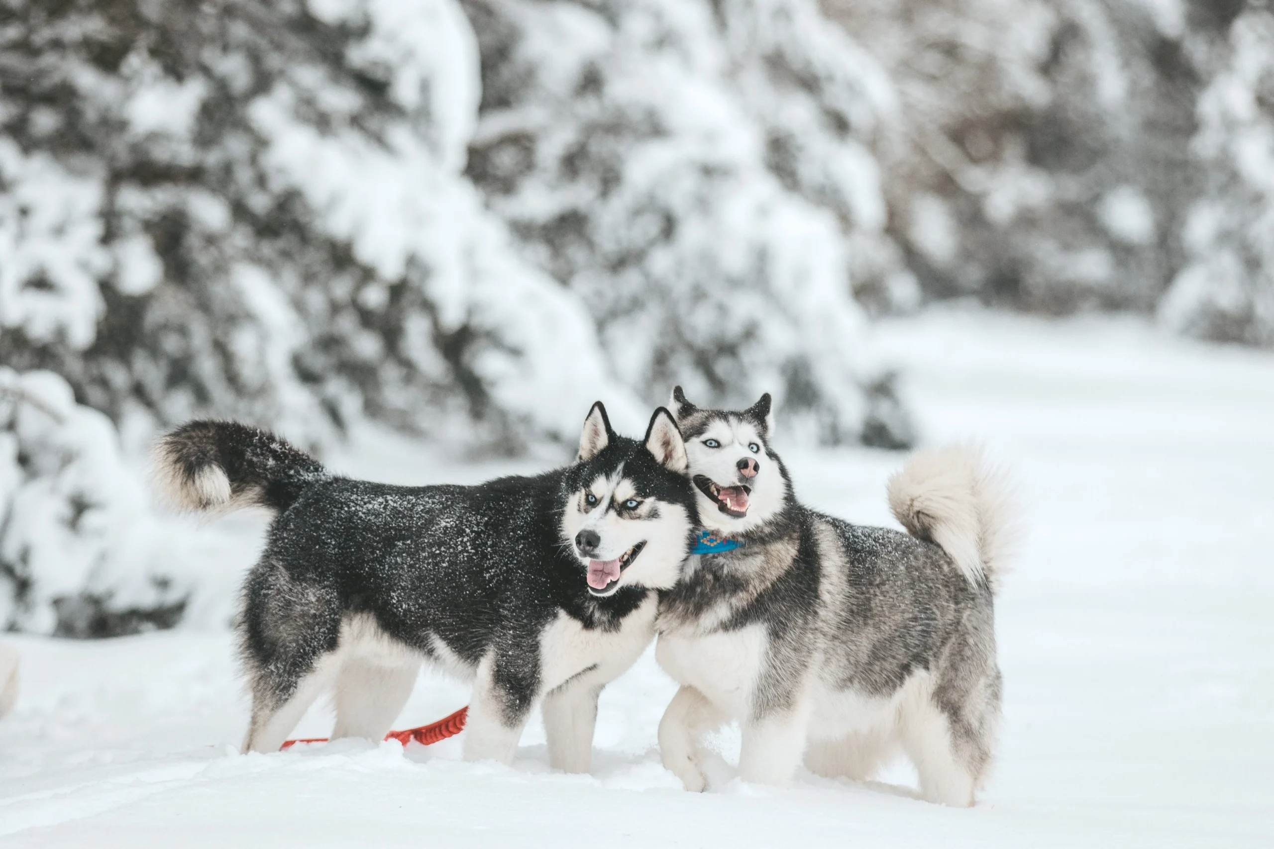 Huskys jouant dans la neige