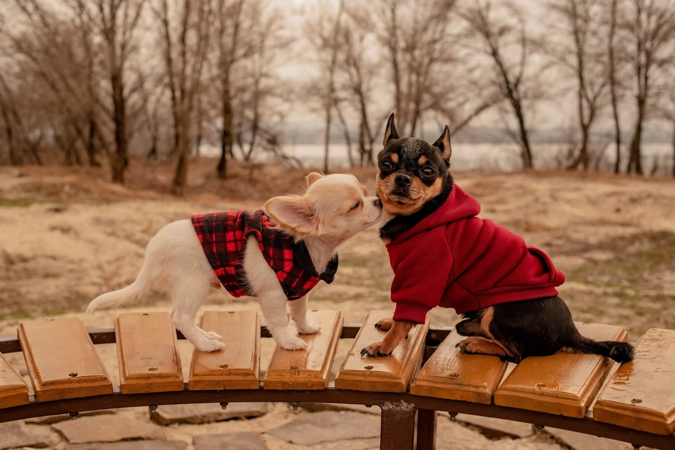 Chihuahuas