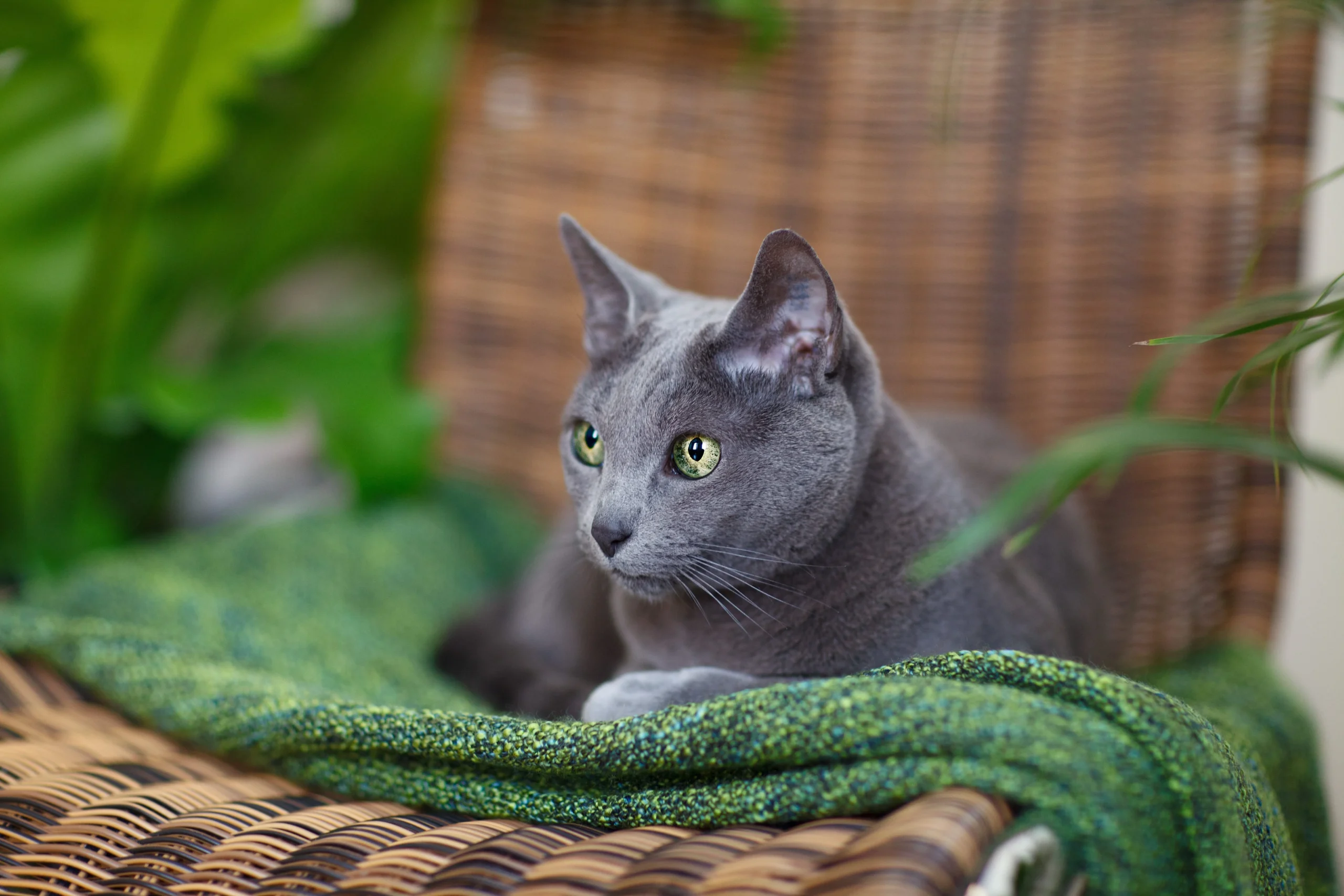 Chat bleu russe allongé sur une chaise en extérieur