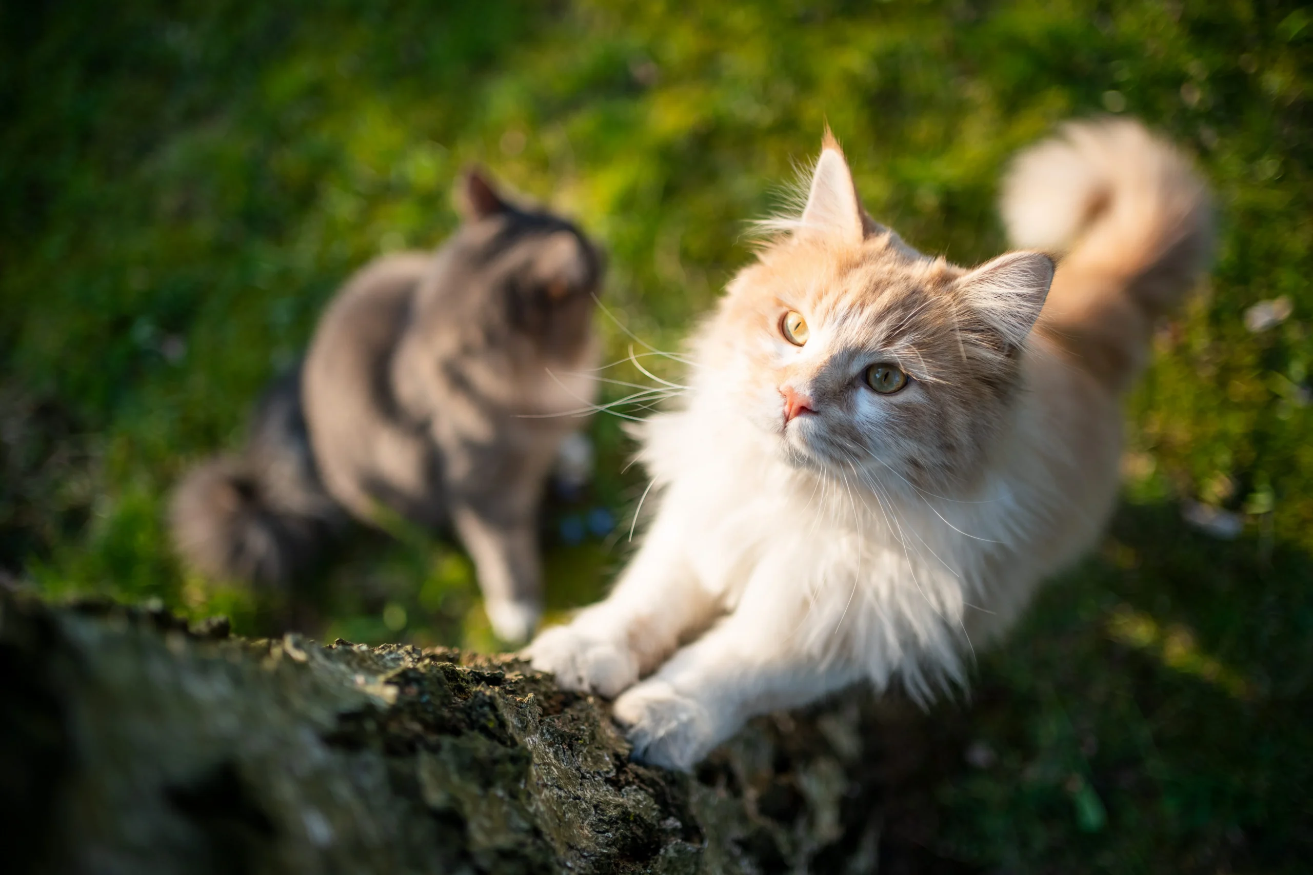 Seguro para gatos