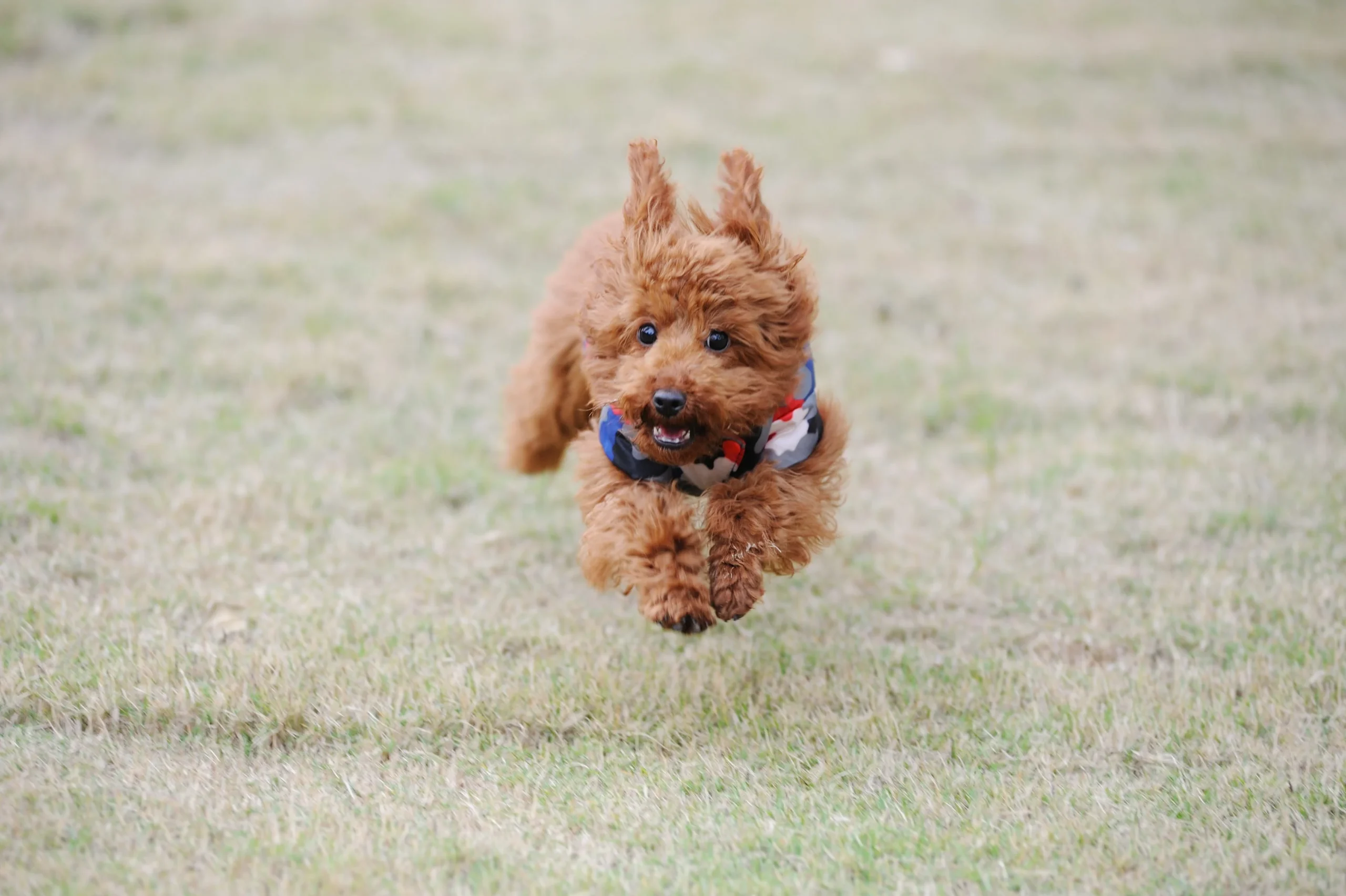 Caniche courant dans l'herbe, les oreilles en l'air