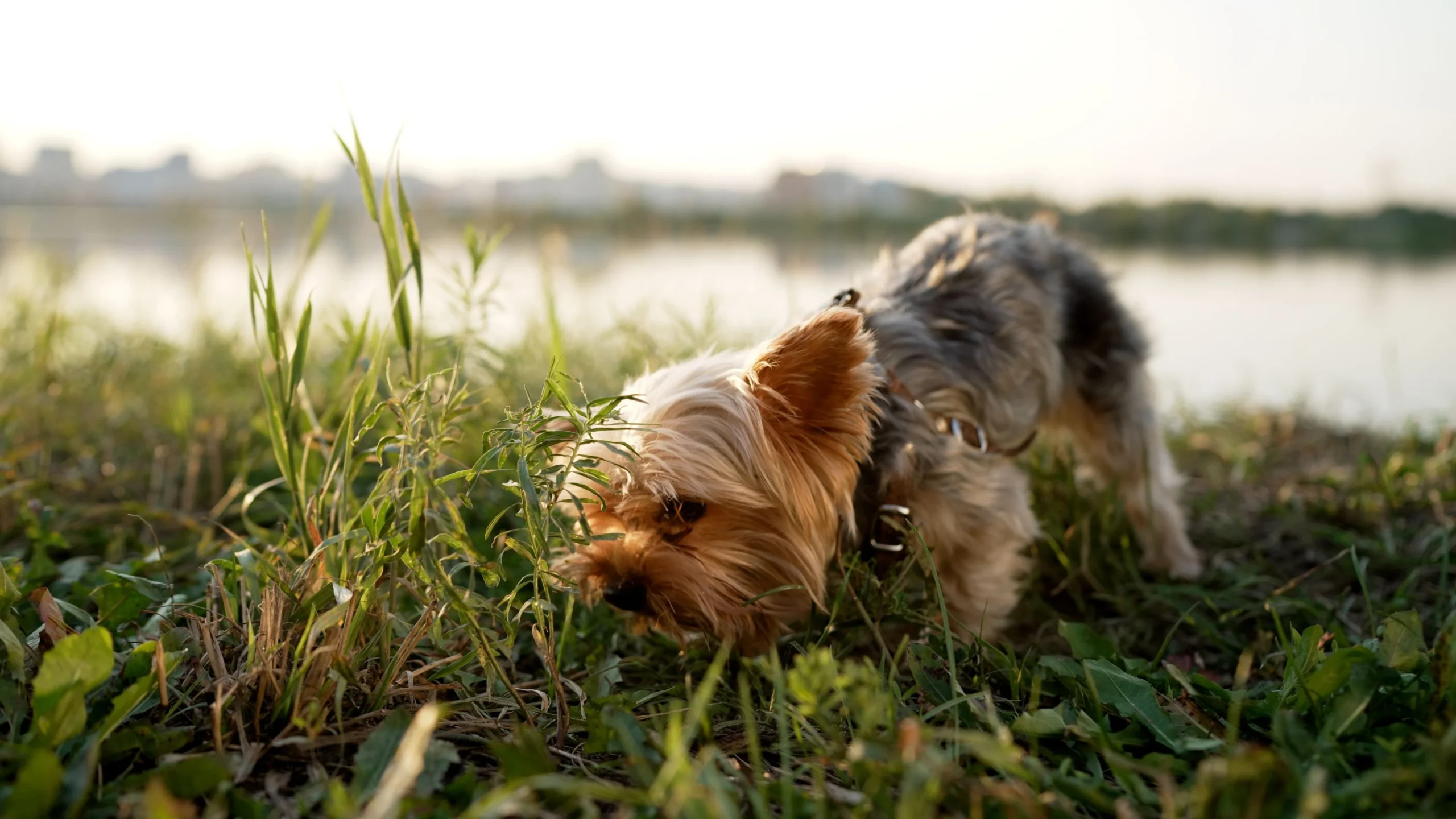 Yorkshire terrier reniflant au bord d'un marais